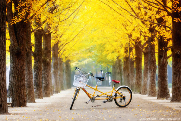 Đảo Nami m&ugrave;a thu